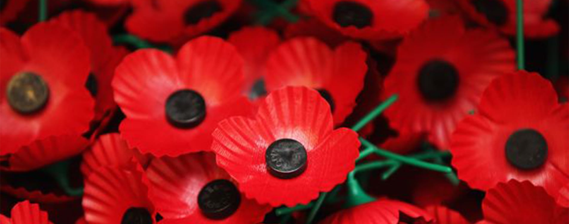 Poppies